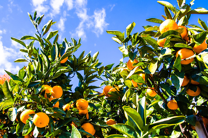 オレンジ畑の風景